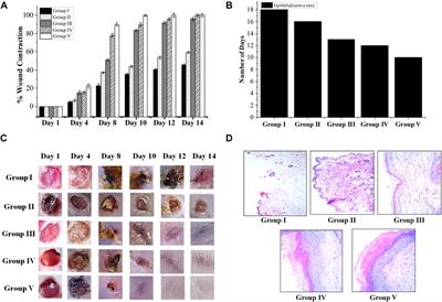 Characterization and comparative evaluation of wound healing potential of Ajugarin I and Ajuga bracteosa Wall. ex Benth